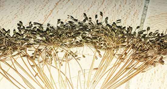 خواص زیره کوهی در شیردهی ؛ خوردن زیره کوهی برای افزایش شیر مادران