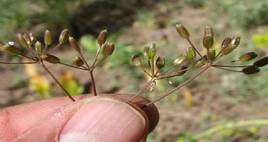 خواص زیره کوهی ؛ سیاه برای لاغری و کبد چرب و مردان در طب اسلامی