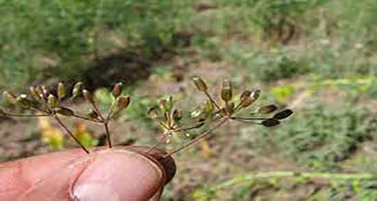 خواص زیره کوهی و ماست و ترکیب ماست و زیره کوهی برای لاغری خواص زیره کوهی و ماست ؛ ترکیب ماست و زیره کوهی برای لاغری