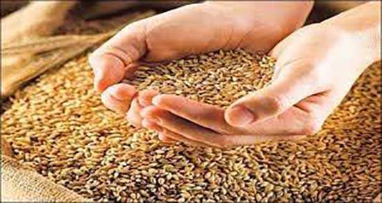خواص سبوس گندم در لاغری ؛ فواید مصرف سبوس برنج برای لاغری شکم