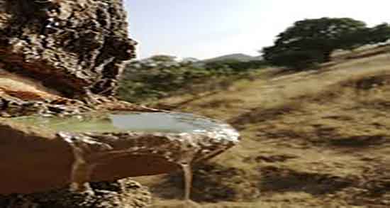 خواص سقز برای دندان ؛ ایا شیره سقز برای دندان درد مفید است