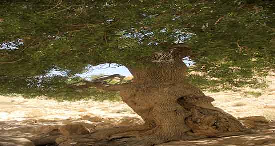 خواص سقز برای شکستگی ؛ فواید سقز برای ترمیم شکستگی استخوان ها
