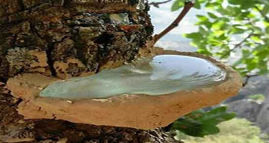 خواص سقز برای لاغری ؛ فواید مصرف سقز برای چربی سوزی بدن