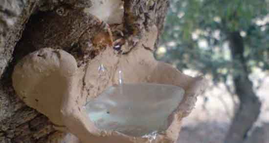 خواص سقز برای کمر ؛ فواید مصرف سقز برای درمان دیسک کمر