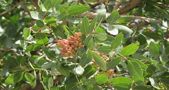خواص سقز در طب سنتی ؛ فواید مصرف روغن سقز در طب سنتی زنان