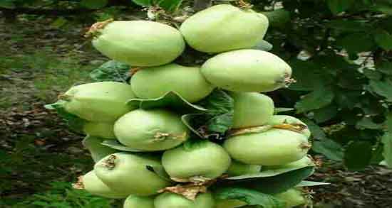 خواص سیب ترش برای زن باردار ؛ فواید مصرف سیب ترش برای زنان حامله