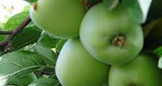 خواص سیب ترش برای زنان باردار ؛ ایا سیب ترش برای زنان حامله مفیده