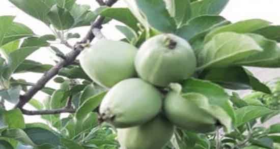 خواص سیب ترش برای پوست ؛ ایا مصرف سیب ترش برای پوست مفیده