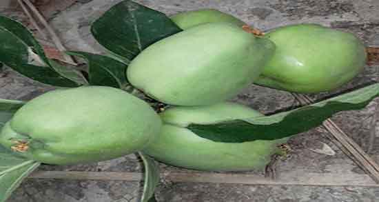 خواص سیب ترش برای کرونا ؛ خاصیت دارویی سیب ترش برای درمان کرونا