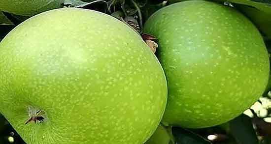 خواص سیب ترش در طب سنتی برای لاغری کوچک و سیب ترش شیراز