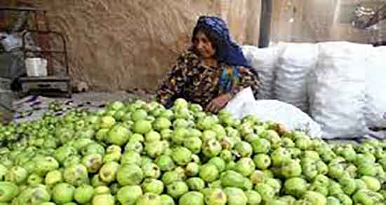 خواص سیب ترش درختی ؛ فواید مصرف سیب ترش درختی برای دیابت