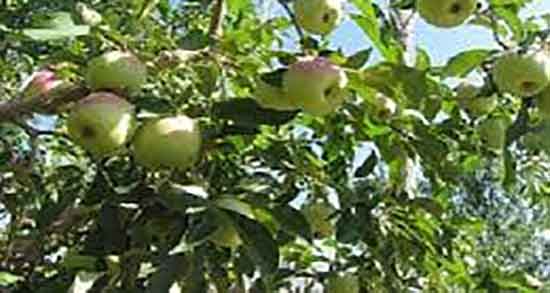خواص سیب درختی برای ریه ؛ درمان عفونت ریه با خوردن سیب درختی