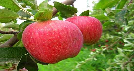 خواص سیب درختی برای زن باردار ؛ مصرف سیب درختی برای زنان حامله