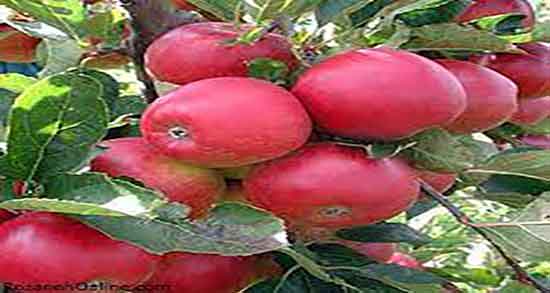 خواص سیب درختی برای لاغری ؛ فواید سیب درختی برای چربی سوزی
