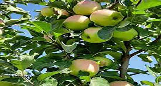 خواص سیب درختی برای پوست صورت ؛ ماسک سیب درختی برای پوست