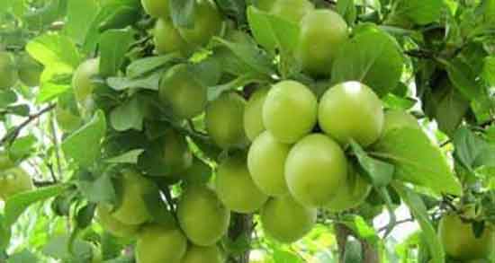خواص سیب درختی در بارداری ؛ مصرف سیب درختی برای زنان باردار