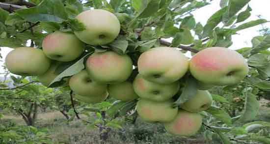 خواص سیب درختی در بدنسازی ؛ مصرف سیب درختی برای ورزشکاران