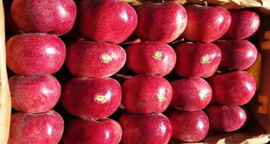 خواص سیب درختی در طب سنتی ؛ فواید سیب درختی از نظر طب سنتی