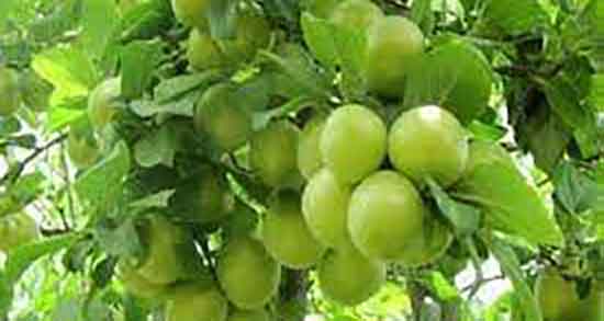 خواص سیب درختی سبز ؛ خاصیت استفاده از سیب درختی برای بدن