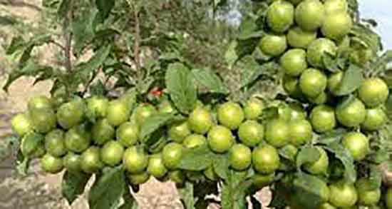 خواص سیب درختی و عسل ؛ فواید مصرف سیب درختی و عسل برای بدن
