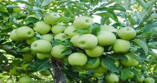 خواص سیب درختی و لاغری ؛ ایا سیب درختی برای لاغری مفید است
