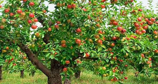 خواص سیب درختی پخته ؛ فواید مصرف سیب درختی پخته شده برای معده
