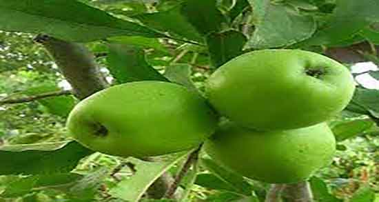 خواص سیب سبز برای پوست صورت ؛ خاصیت سیب سبز برای پوست بدن