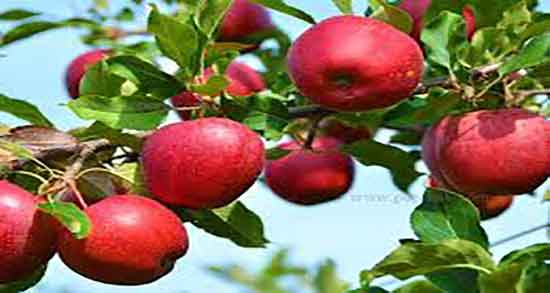 خواص سیب پخته برای معده ؛ فواید سیب پخته برای درمان زخم معده