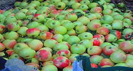 خواص سیب گلاب برای جنین ؛ استفاده از سیب گلاب برای نوزادان