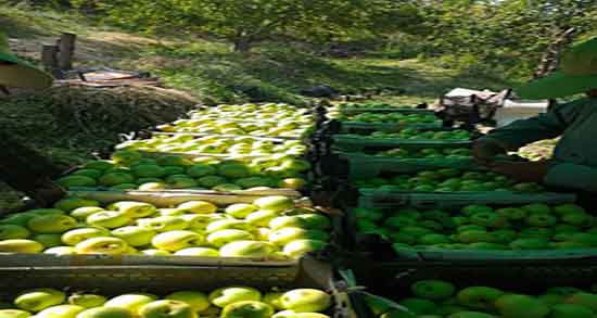 خواص سیب گلاب برای زن باردار ؛ فواید مصرف سیب گلاب برای بارداران