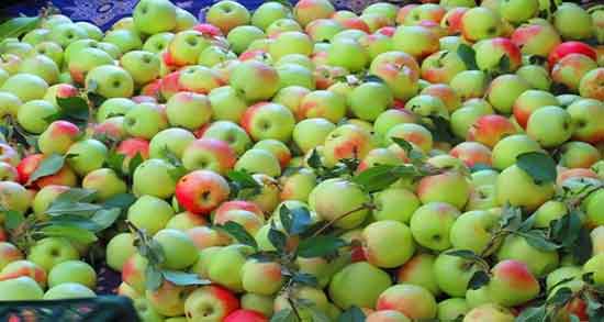 خواص سیب گلاب برای لاغری ؛ چربی سوزی شکم و پهلو با سیب گلاب