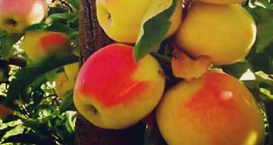 خواص سیب گلاب برای کودکان در بارداری و خواص سیب و عسل