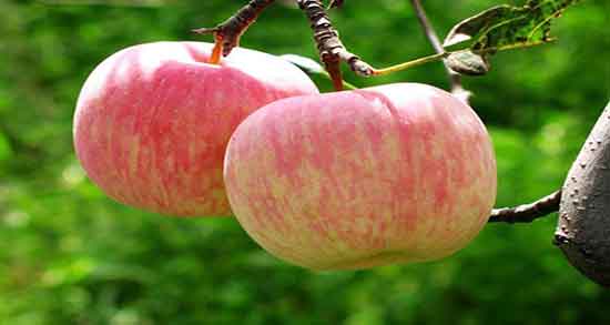 خواص سیب گلاب پخته ؛ استفاده از سیب گلاب پخته برای چربی سوزی
