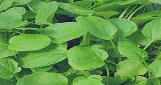 خواص شاهی برای تخمدان و فواید مصرف شاهی برای درمان عفونت رحم خواص شاهی برای تخمدان ؛ فواید مصرف شاهی برای درمان عفونت رحم