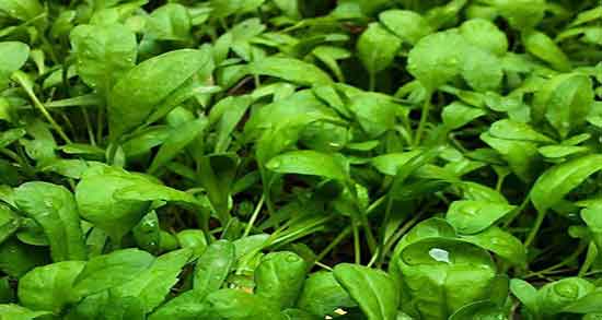 خواص شاهی برای تیروئید و فواید مصرف گشنیز برای کم کاری تیروئید خواص شاهی برای تیروئید ؛ فواید مصرف گشنیز برای کم کاری تیروئید