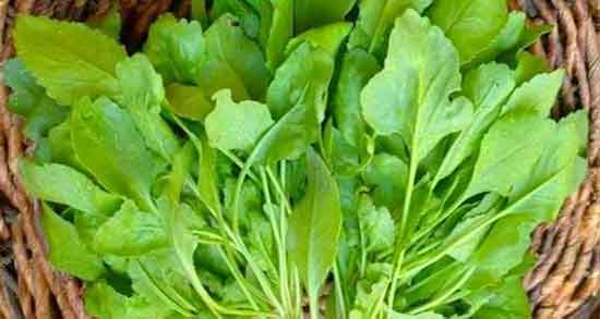 خواص شاهی برای پوست و فواید مصرف شاهی برای زیبایی پوست خواص شاهی برای پوست ؛ فواید مصرف شاهی برای زیبایی پوست