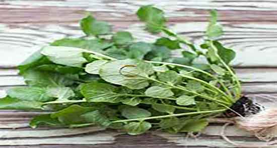 خواص شاهی در بارداری و فواید مصرف شاهی در دوران بارداری چیست خواص شاهی در بارداری ؛ فواید مصرف شاهی در دوران بارداری چیست