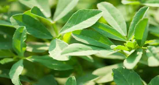 خواص شنبلیله برای دیابت بارداری ؛ پیگشیری از ابتلا به دیابت بارداری با مصرف شنبلیله