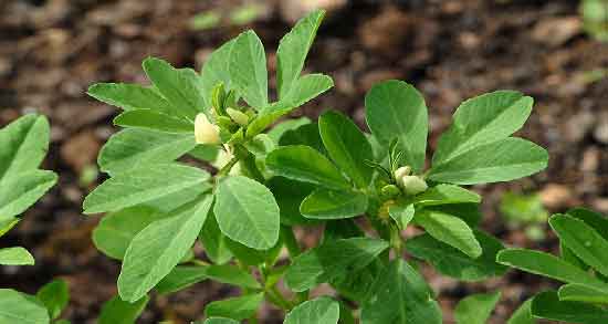 خواص شنبلیله برای دیابت ؛ فواید خوردن شنبلیله برای کاهش قند خون