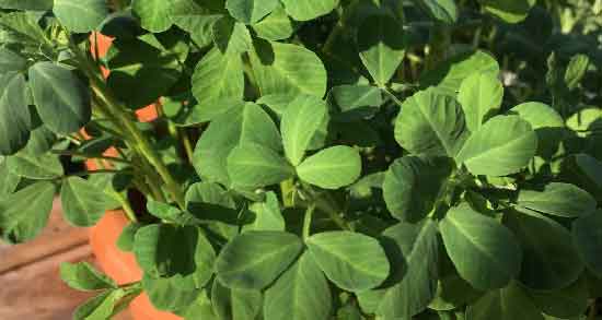 خواص شنبلیله برای مو در طب سنتی ؛ بررسی خاصیت شنبلیله برای سلامت مو