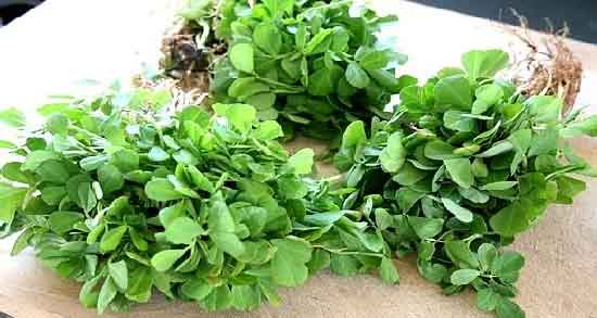خواص شنبلیله در بارداری ؛ بررسی خواص خوردن شنبلیله برای زن باردار