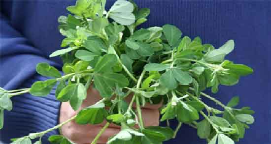 خواص شنبلیله در شیردهی ؛ افزایش شیر مادر با خوردن شنبلیله