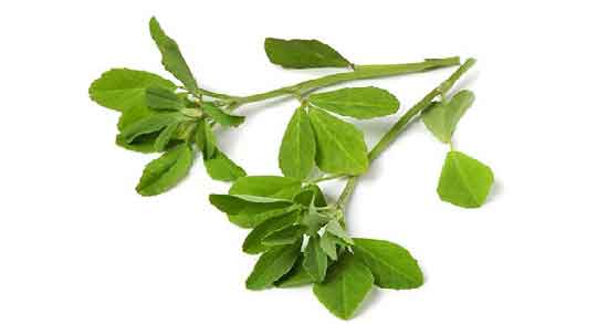 خواص شنبلیله در طب اسلامی ؛ خاصیت شنبلیله از دیدگاه طب اسلامی