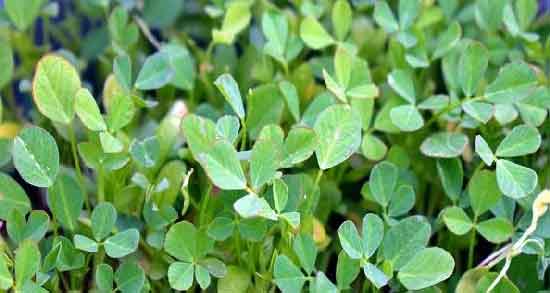 خواص شنبلیله در طب سنتی و آشنایی با خاصیت درمانی شنبلیله از نظر طب سنتی خواص شنبلیله در طب سنتی ؛ آشنایی با خاصیت درمانی شنبلیله از نظر طب سنتی