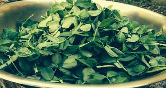 خواص شنبلیله و دیابت ؛ کاهش قند خون با مصرف شنبلیله