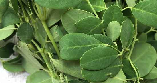 خواص شنبلیله و مضرات و آشنایی با خواص و مضرات مصرف شنبلیله خواص شنبلیله و مضرات ؛ آشنایی با خواص و مضرات مصرف شنبلیله