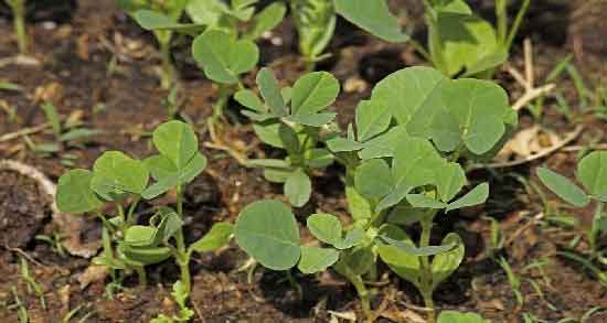 خواص شنبلیله و گزنه و آشنایی با خواص درمانی مصرف شنبلیله و گزنه خواص شنبلیله و گزنه ؛ آشنایی با خواص درمانی مصرف شنبلیله و گزنه