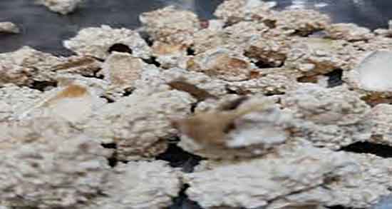 خواص شکر تیغال را چگونه مصرف کنیم ؛ مصرف شکر تیغال با سوسک