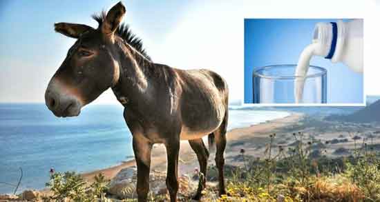 خواص شیر الاغ ؛ برای صورت و سرطان ریه و کرونا و سرفه