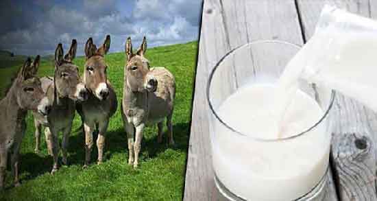خواص شیر الاغ در لاغری ؛ کاهش وزن و لاغری با مصرف شیر الاغ